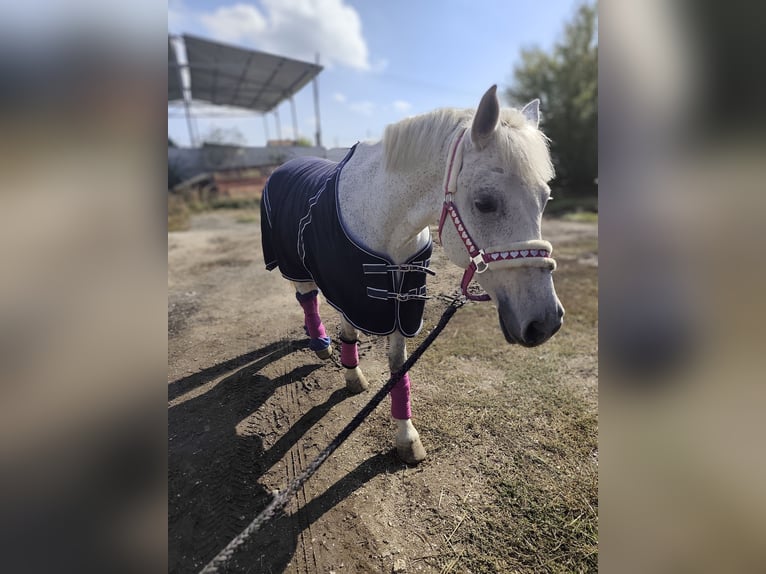 Otras razas Caballo castrado 12 años 160 cm Tordo in София / Sofija Otras razas Caballo castrado 12 años 160 cm Tordo in София / Sofija