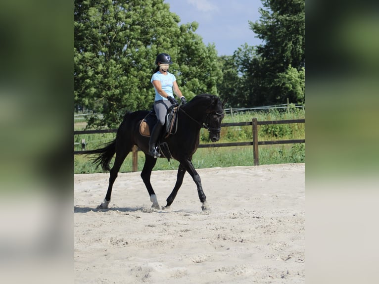 Otras razas Caballo castrado 12 años 162 cm Negro in Wangerland