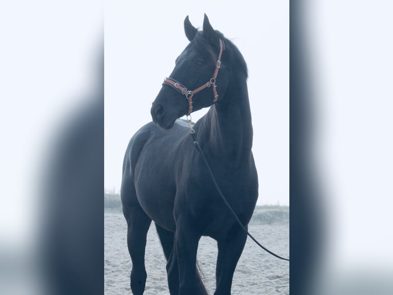 Otras razas Caballo castrado 12 años 162 cm Negro in Wangerland