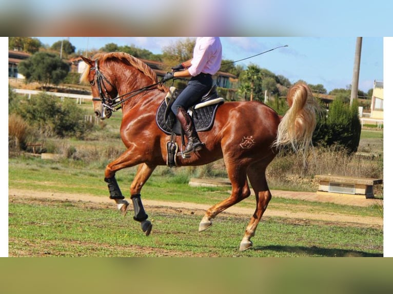 Otras razas Caballo castrado 12 años 164 cm Palomino in NAVAS DEL MADRONO