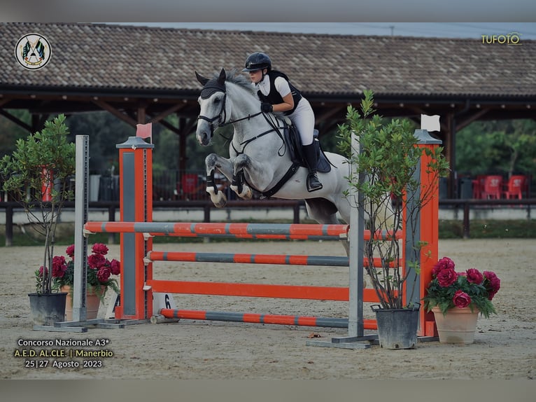 Otras razas Caballo castrado 12 años 164 cm Tordo in Paderno Franciacorta