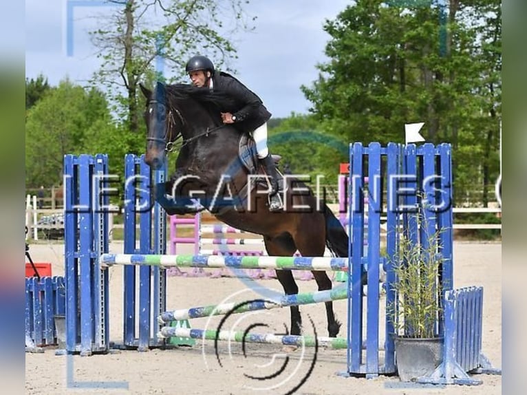 Otras razas Caballo castrado 12 años 165 cm Negro in Le Mans