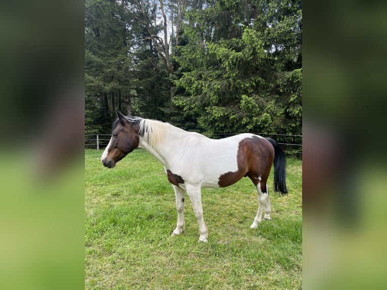 Otras razas Caballo castrado 12 años 165 cm Pío in Köstenberg/Velden