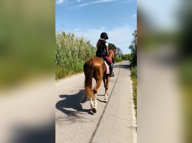 Otras razas Caballo castrado 12 años 168 cm in Almenara