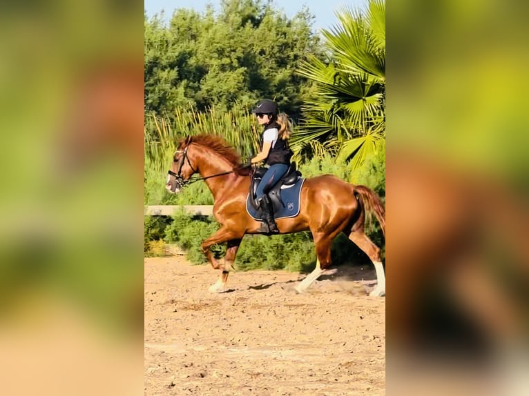 Otras razas Caballo castrado 12 años 168 cm in Almenara