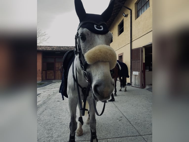 Otras razas Caballo castrado 12 años 168 cm Tordo in Paderno Franciacorta