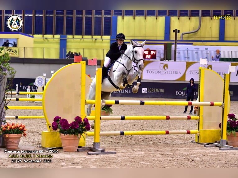 Otras razas Caballo castrado 12 años 168 cm Tordo in Paderno Franciacorta