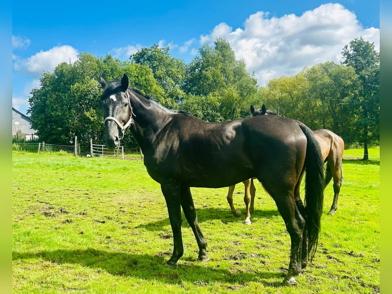 Otras razas Caballo castrado 12 años 172 cm Negro in Jülich