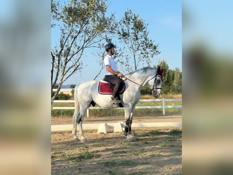 Otras razas Caballo castrado 12 años 180 cm Tordo in Ferruccia