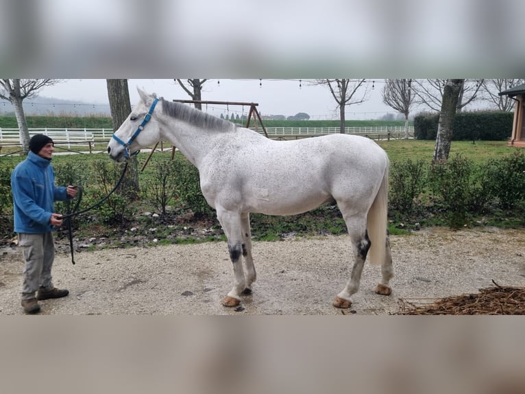 Otras razas Caballo castrado 12 años 180 cm Tordo in Ferruccia