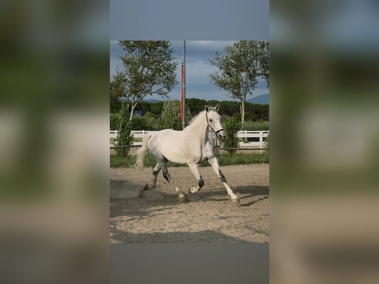 Otras razas Caballo castrado 12 años 180 cm Tordo in Ferruccia