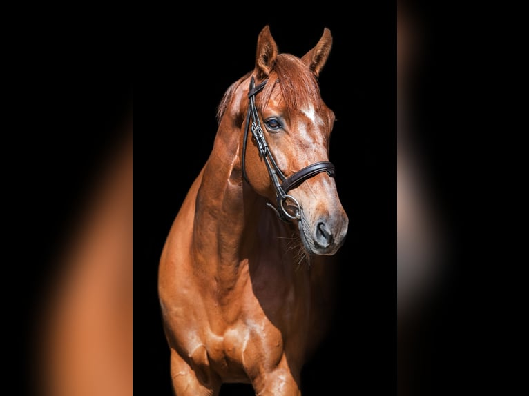 Otras razas Caballo castrado 12 años Alazán-tostado in Šiauliai