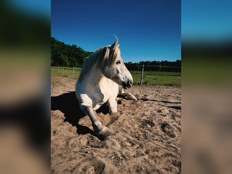 Otras razas Mestizo Caballo castrado 13 años 148 cm White/Blanco in Swalmen