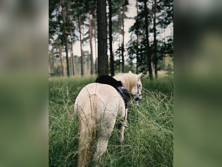 Otras razas Mestizo Caballo castrado 13 años 148 cm White/Blanco in Swalmen