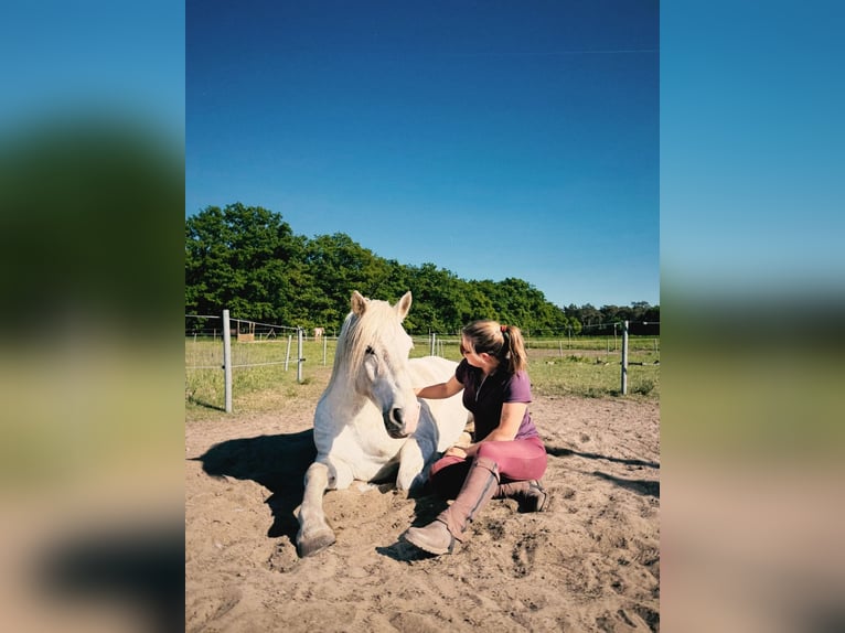 Otras razas Mestizo Caballo castrado 13 años 148 cm White/Blanco in Swalmen