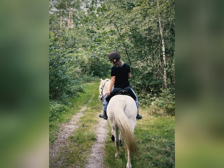 Otras razas Mestizo Caballo castrado 13 años 148 cm White/Blanco in Swalmen