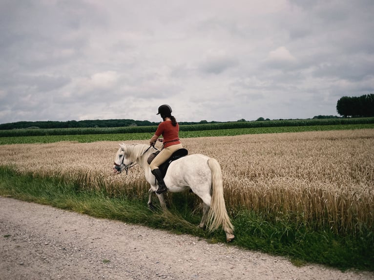 Otras razas Mestizo Caballo castrado 13 años 148 cm White/Blanco in Swalmen