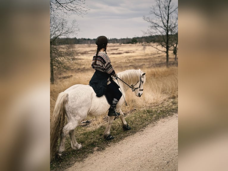 Otras razas Mestizo Caballo castrado 13 años 148 cm White/Blanco in Swalmen