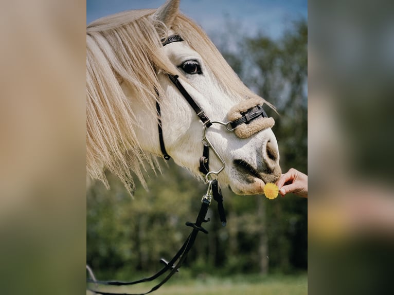 Otras razas Mestizo Caballo castrado 13 años 148 cm White/Blanco in Swalmen