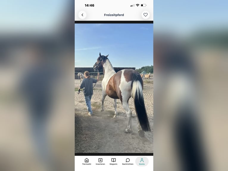 Otras razas Caballo castrado 13 años 156 cm Pío in Nuthe-Urstromtal