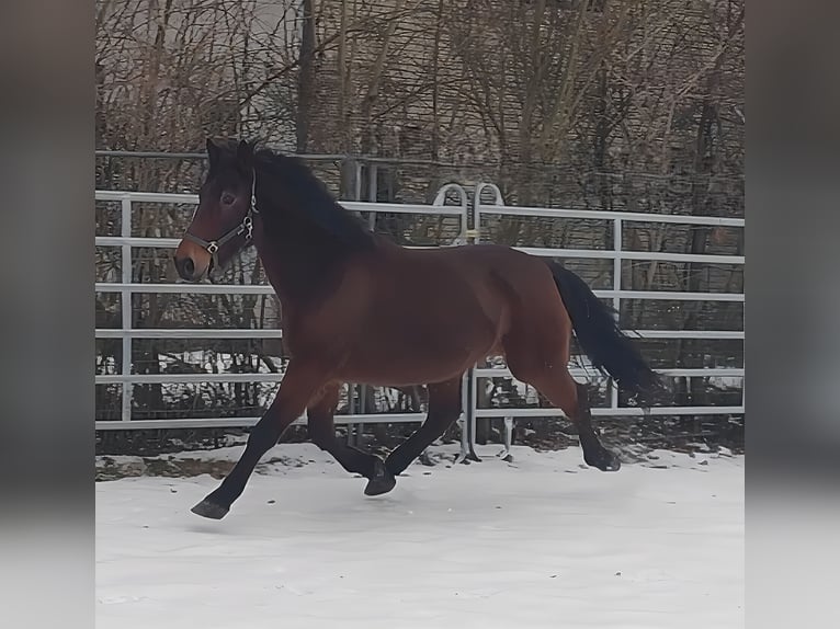 Otras razas Caballo castrado 13 años 158 cm Castaño in Lage