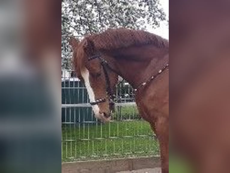 Otras razas Mestizo Caballo castrado 13 años 160 cm Alazán in Herzogenrath