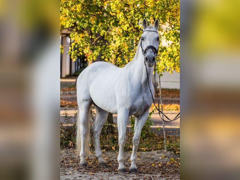 Otras razas Caballo castrado 13 años 163 cm in Schwäbisch Gmünd