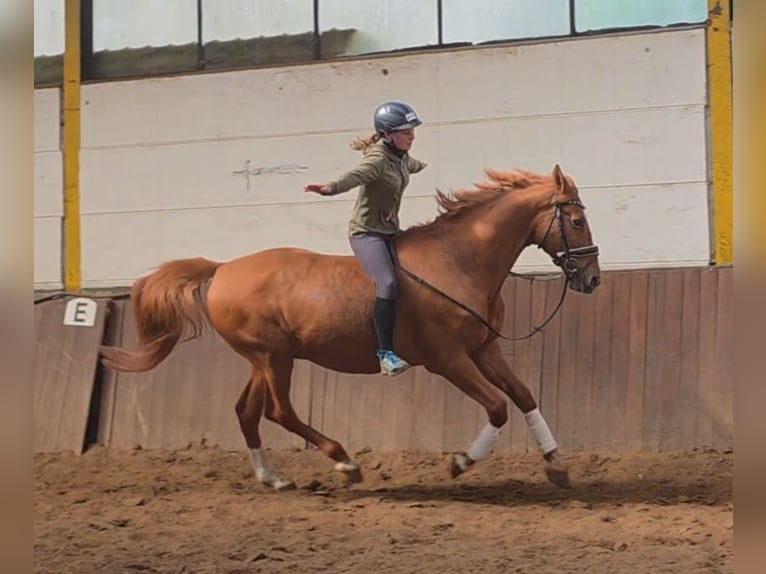 Otras razas Caballo castrado 13 años 168 cm Alazán in Wendeburg