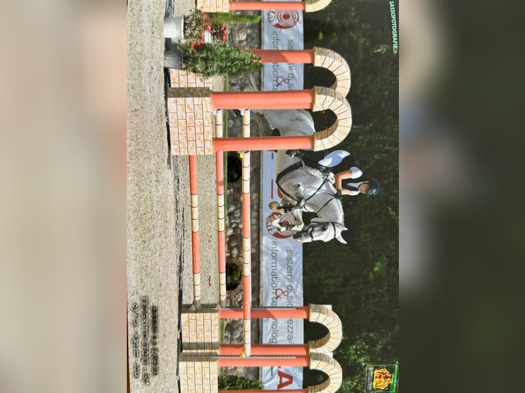 Otras razas Caballo castrado 13 años 168 cm Tordo in Paderno Franciacorta