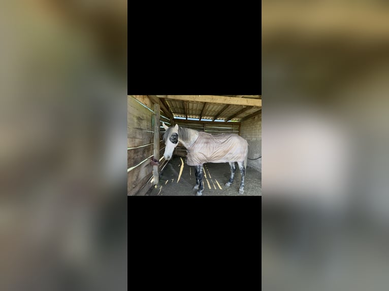 Otras razas Caballo castrado 13 años 172 cm Tordo rodado in Beverungen