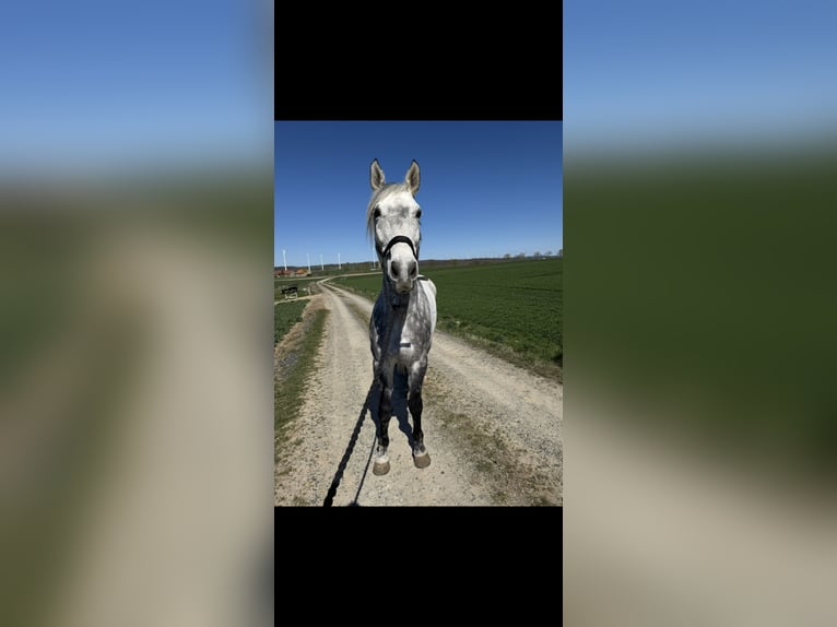 Otras razas Caballo castrado 13 años 172 cm Tordo rodado in Beverungen