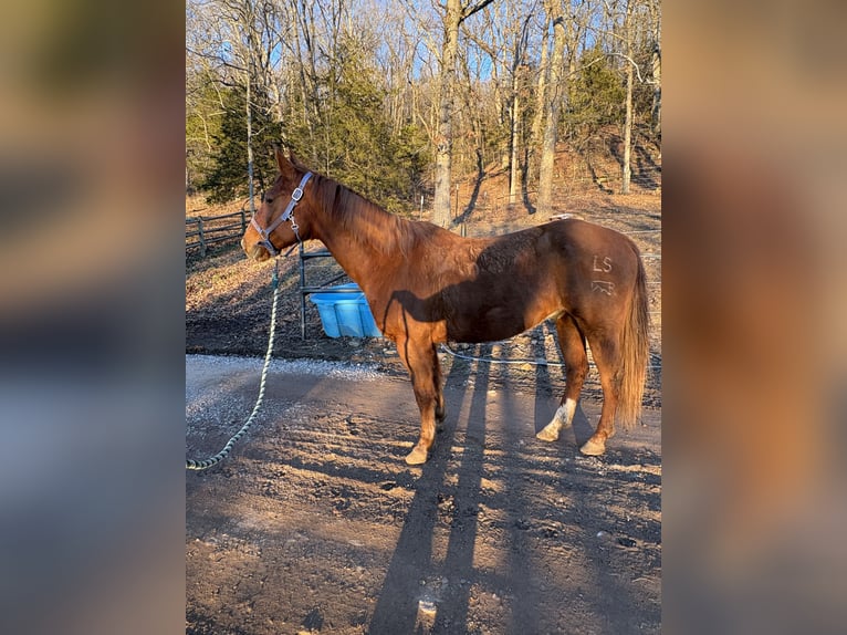 Otras razas Caballo castrado 13 años Alazán rojizo in Huntsville, AR
