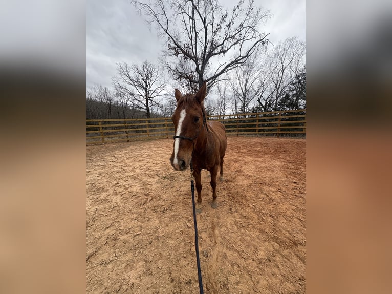 Otras razas Caballo castrado 13 años Alazán rojizo in Huntsville, AR
