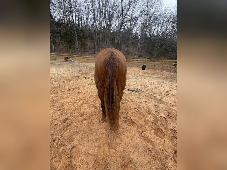 Otras razas Caballo castrado 13 años Alazán rojizo in Huntsville, AR