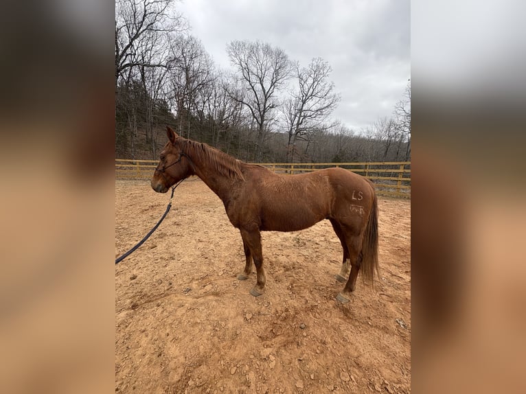 Otras razas Caballo castrado 13 años Alazán rojizo in Huntsville, AR