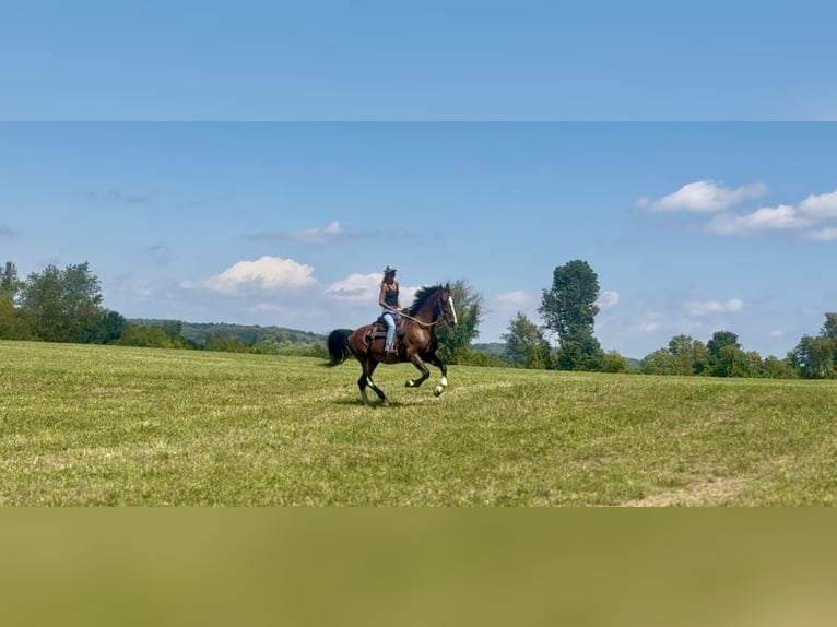 Otras razas Caballo castrado 13 años Castaño rojizo in Gap Otras razas Caballo castrado 13 años Castaño rojizo in Gap