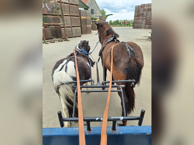 Otras razas Mestizo Caballo castrado 14 años 115 cm Pío in Luttelgeest