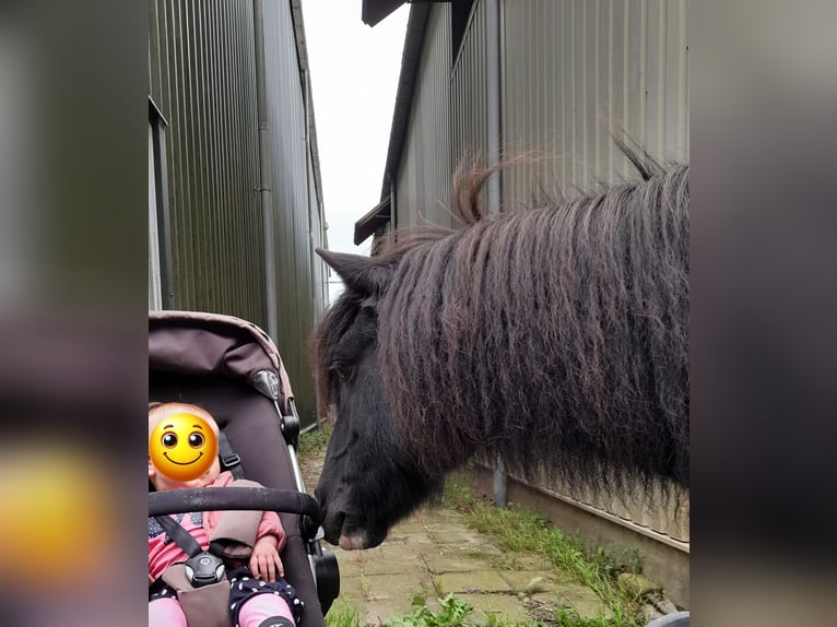 Otras razas Mestizo Caballo castrado 14 años 115 cm Pío in Luttelgeest