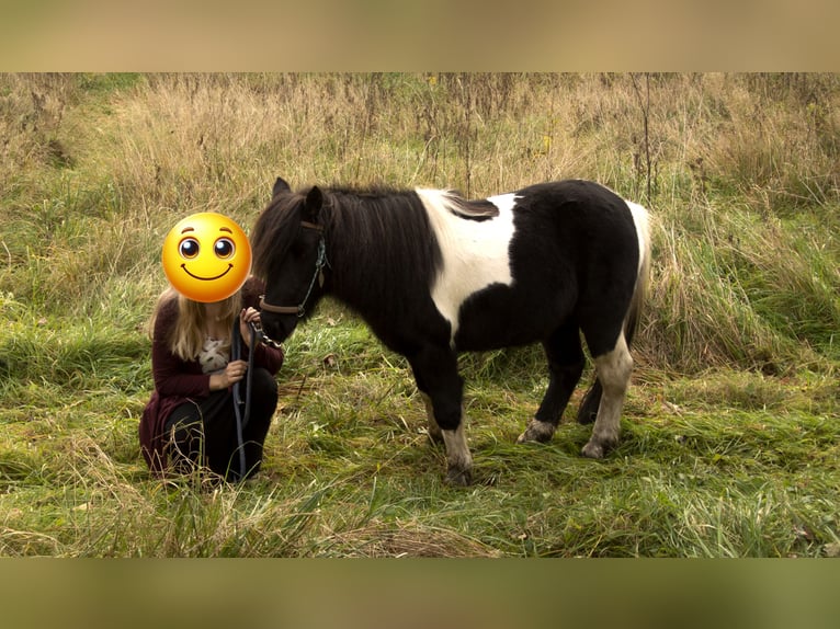 Otras razas Mestizo Caballo castrado 14 años 115 cm Pío in Luttelgeest