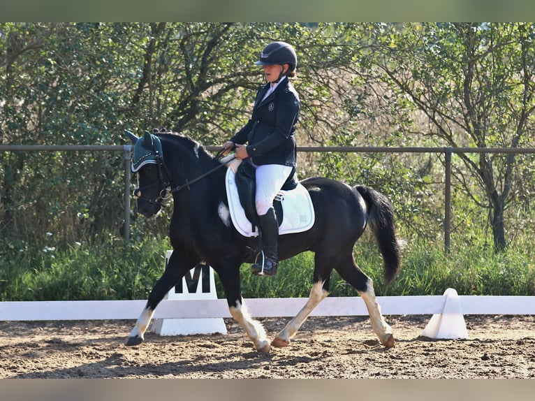 Otras razas Caballo castrado 14 años 128 cm Pío in Amberg