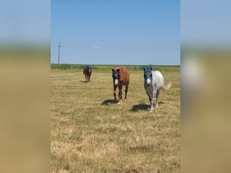 Otras razas Mestizo Caballo castrado 14 años 140 cm Tordo rodado in Oggau am Neusiedler See