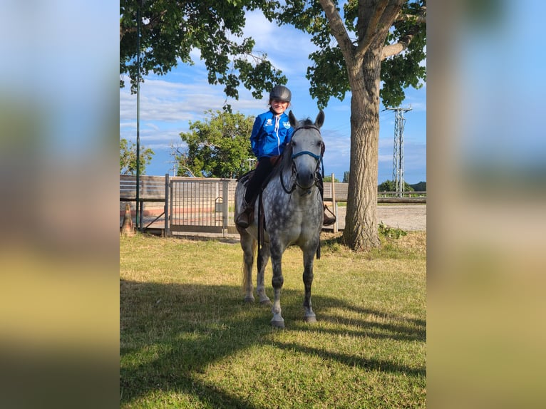 Otras razas Mestizo Caballo castrado 14 años 140 cm Tordo rodado in Oggau am Neusiedler See