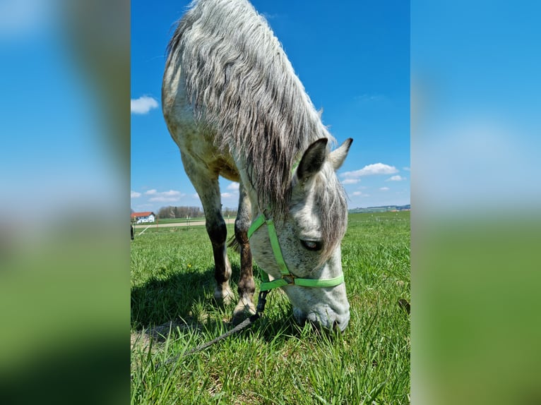 Otras razas Mestizo Caballo castrado 14 años 146 cm Tordo rodado in Zangberg