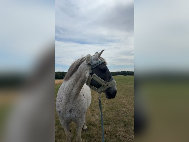 Otras razas Mestizo Caballo castrado 14 años 155 cm  in Burladingen