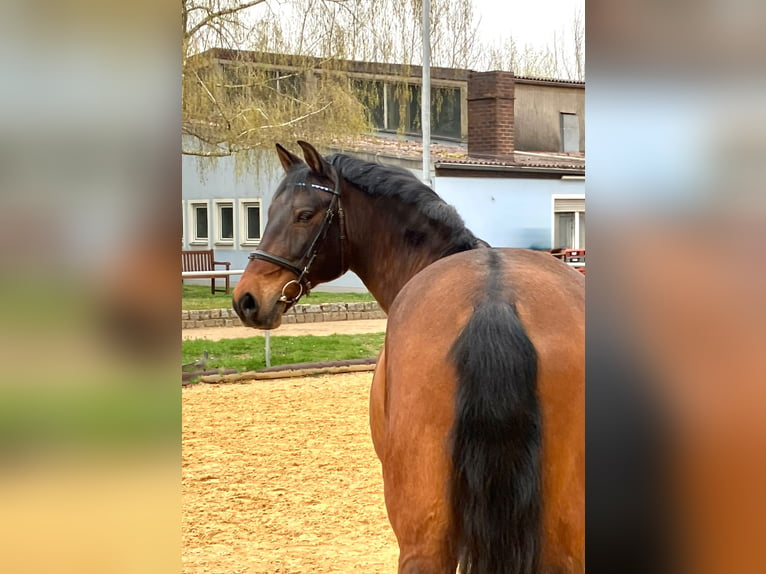 Otras razas Caballo castrado 14 años 155 cm Castaño in Neuendettelsau