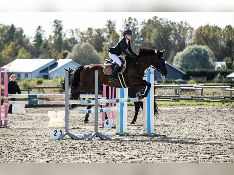 Otras razas Mestizo Caballo castrado 14 años 158 cm Negro in Nõmme