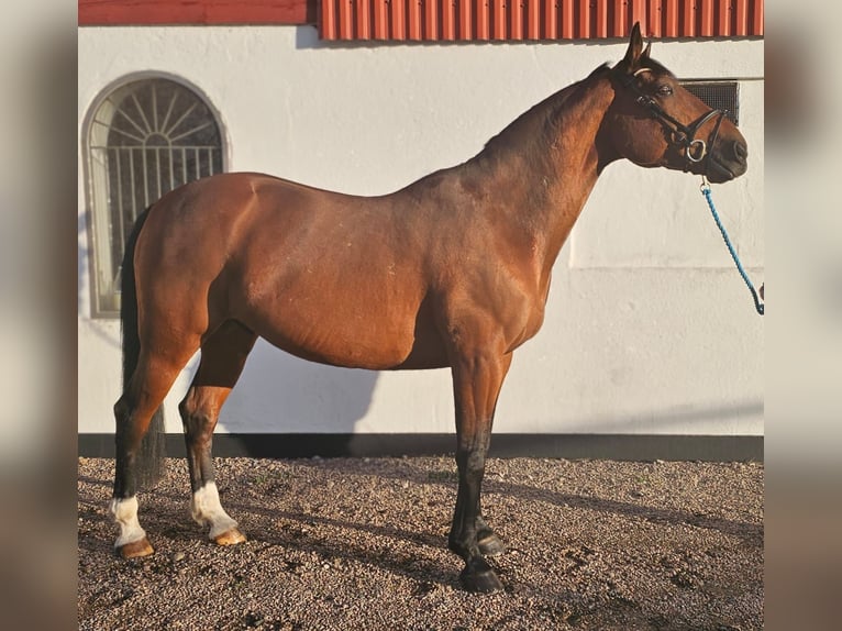 Otras razas Mestizo Caballo castrado 14 años 162 cm Castaño in Leipzig