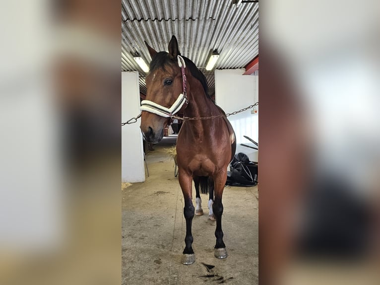 Otras razas Mestizo Caballo castrado 14 años 162 cm Castaño in Leipzig