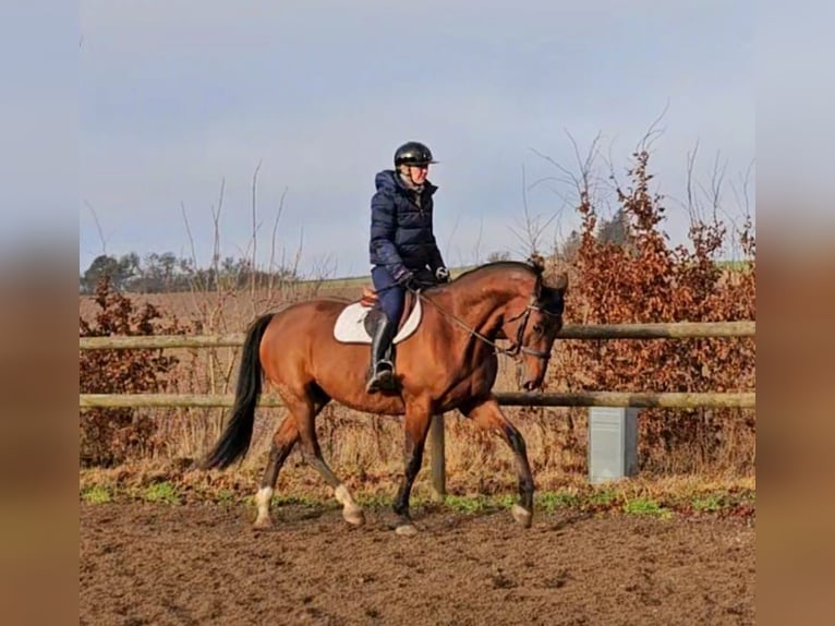 Otras razas Mestizo Caballo castrado 14 años 162 cm Castaño in Leipzig