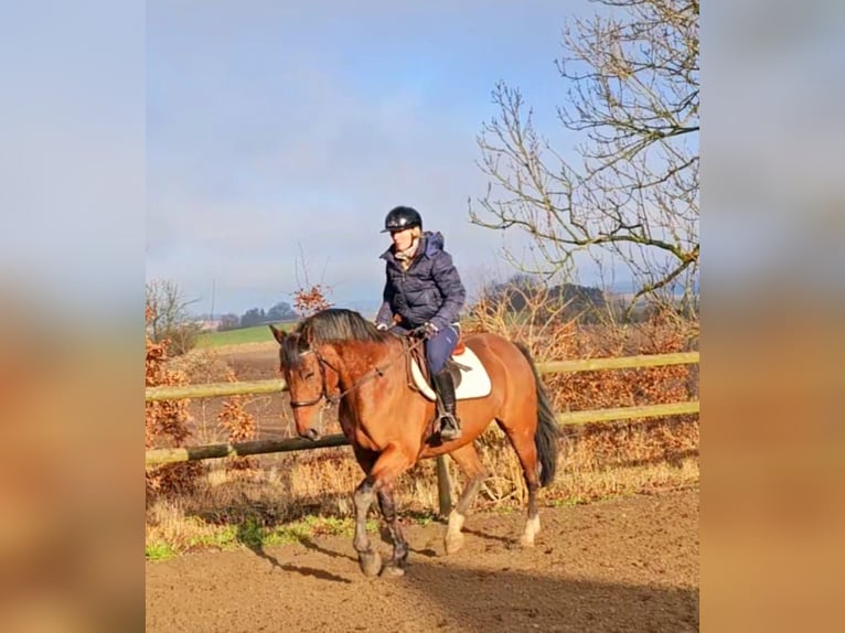 Otras razas Mestizo Caballo castrado 14 años 162 cm Castaño in Leipzig